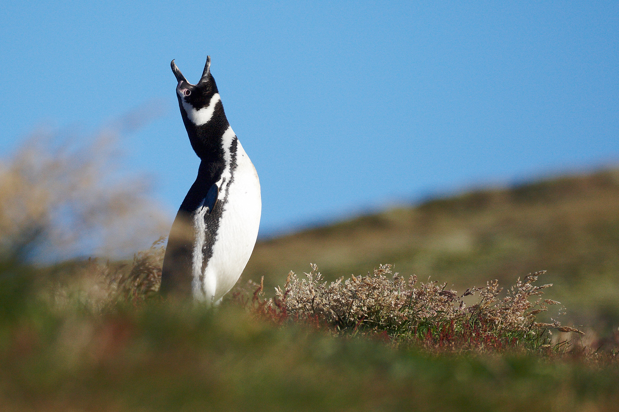 first encounter with an islander, a magellanic penguin